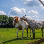 Woonboerderij met paarden