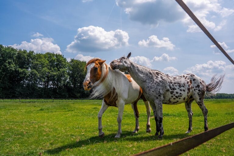 Woonboerderij met paarden