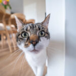 Moderne familiewoning kat