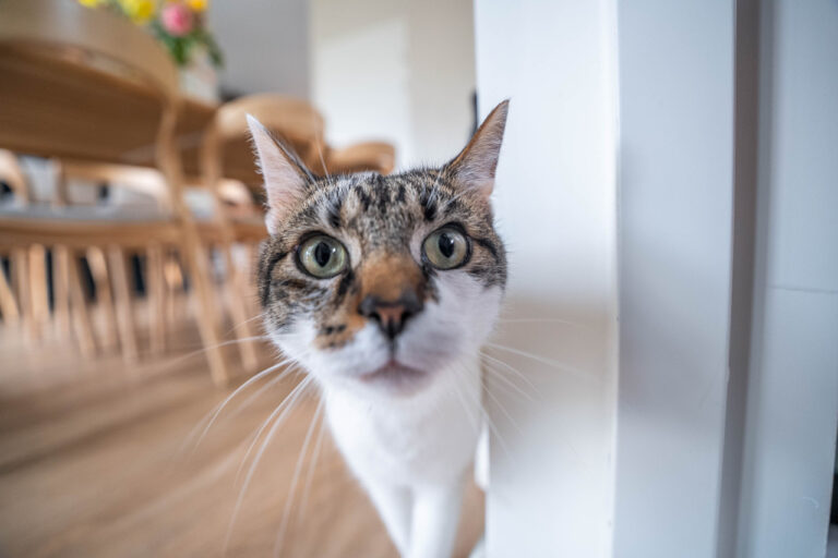 Moderne familiewoning kat